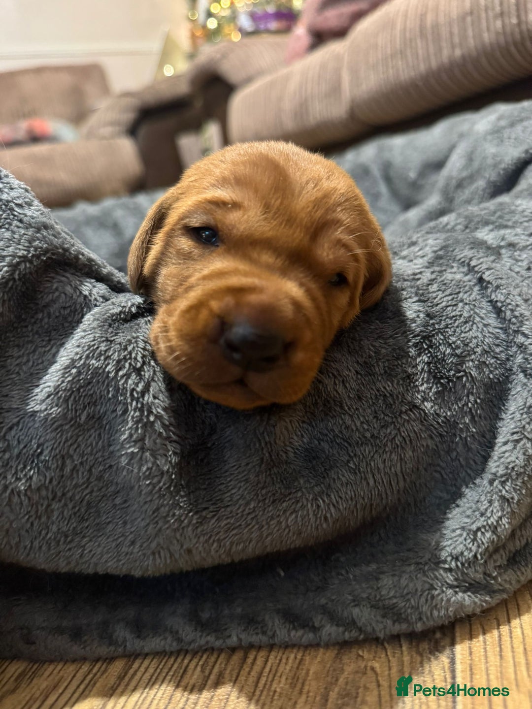 Labrador Retriever dogs for sale: Stunning 5* KC registered Fox Red Labradors - Advert 5