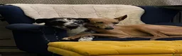 Lurcher dogs for sale: Indie & Murphy’s Love Story – The Next Chapter 🐾 - Advert 17