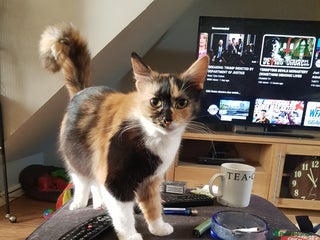 British Shorthair cats MARMITE - Advert 2