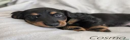 Miniature Dachshund dogs for sale: Miniature Longhaired Dachshund Puppies - Advert 8