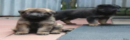 German Shepherd dogs for sale: KC REG OLD STYLE GERMAN SHEPHERD PUPPIES   - Advert 2