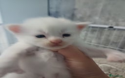 Maine Coon cats for sale: 3 gorgeous maincoon babies  - Image 7