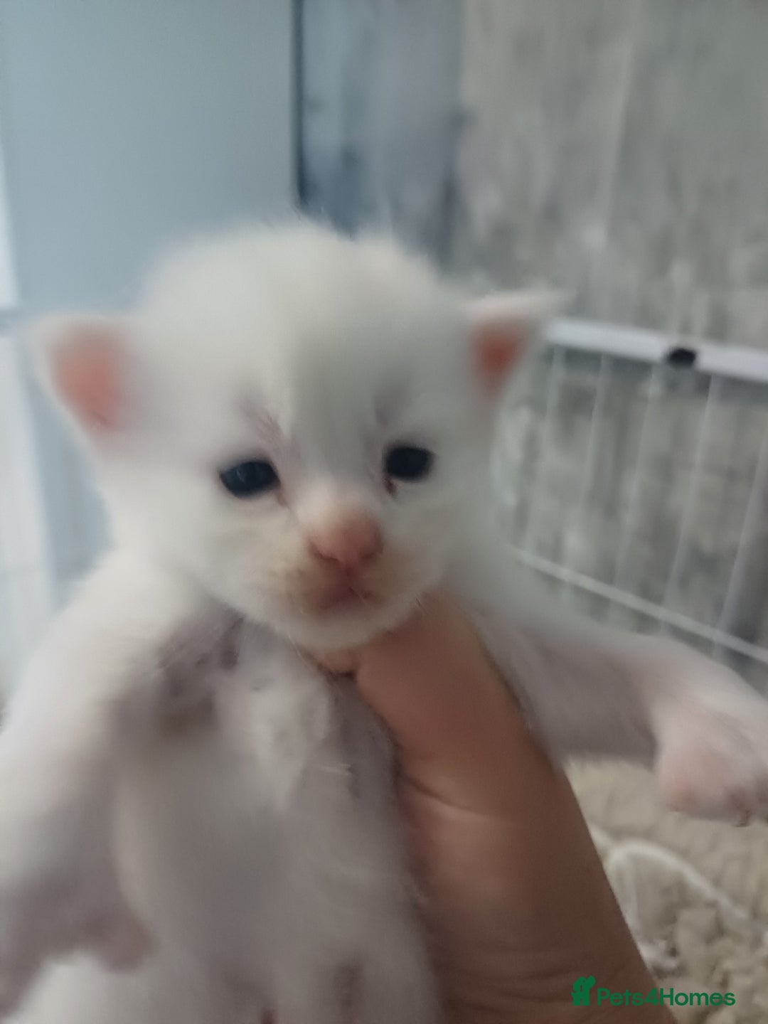 Maine Coon cats for sale: 3 gorgeous maincoon babies  - Image 7