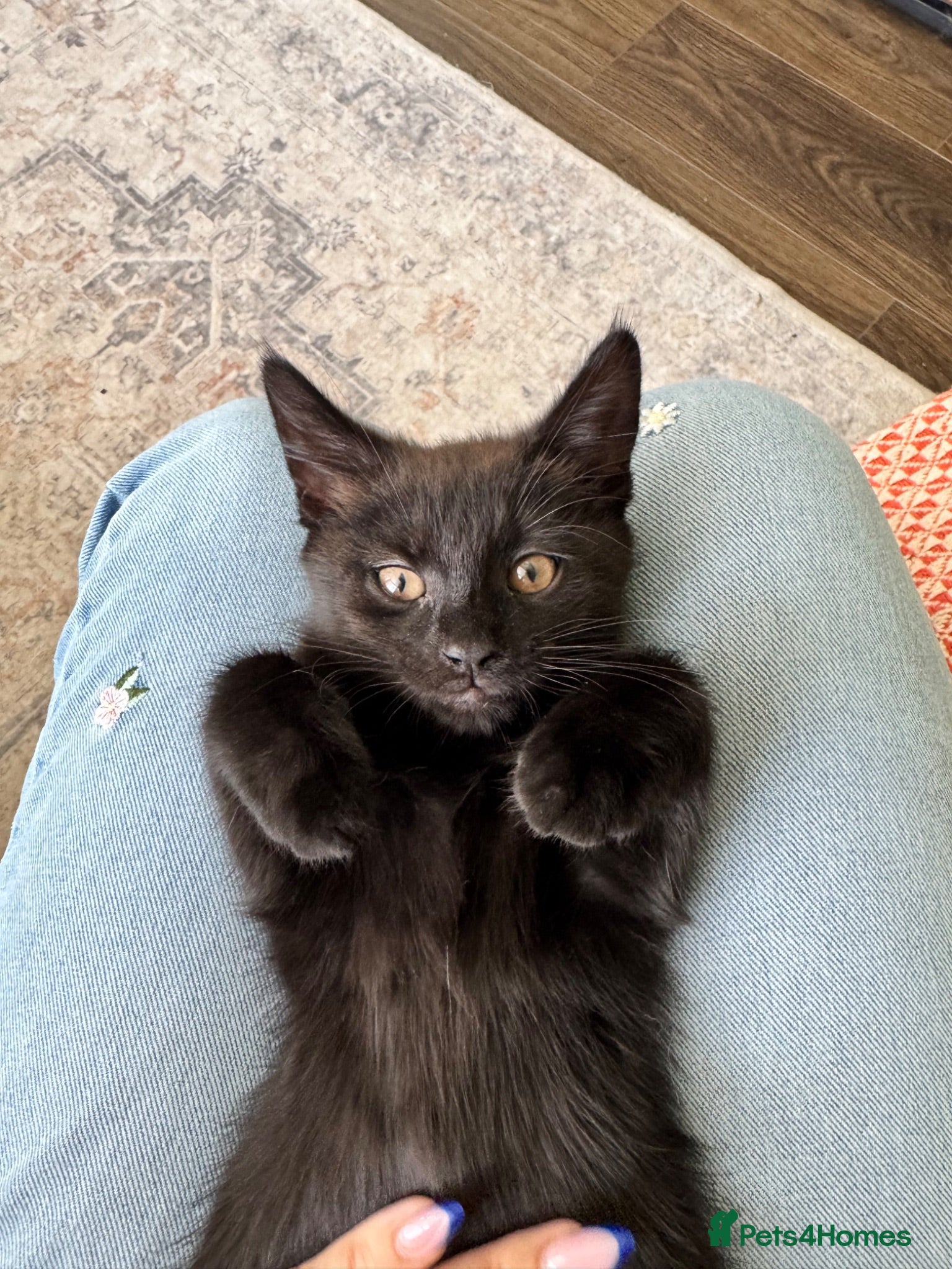 Maine Coon cats One Maine Coon Cross Girl Left – Ready to leave  - Advert 2