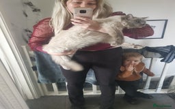 Ragdoll cats for sale: 2 left Pure Health tested huge ragdoll kittens  - Image 11