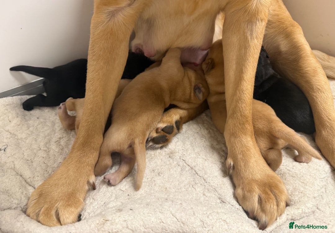 Labrador Retriever dogs for sale: Beautiful litter of labradors - Advert 3