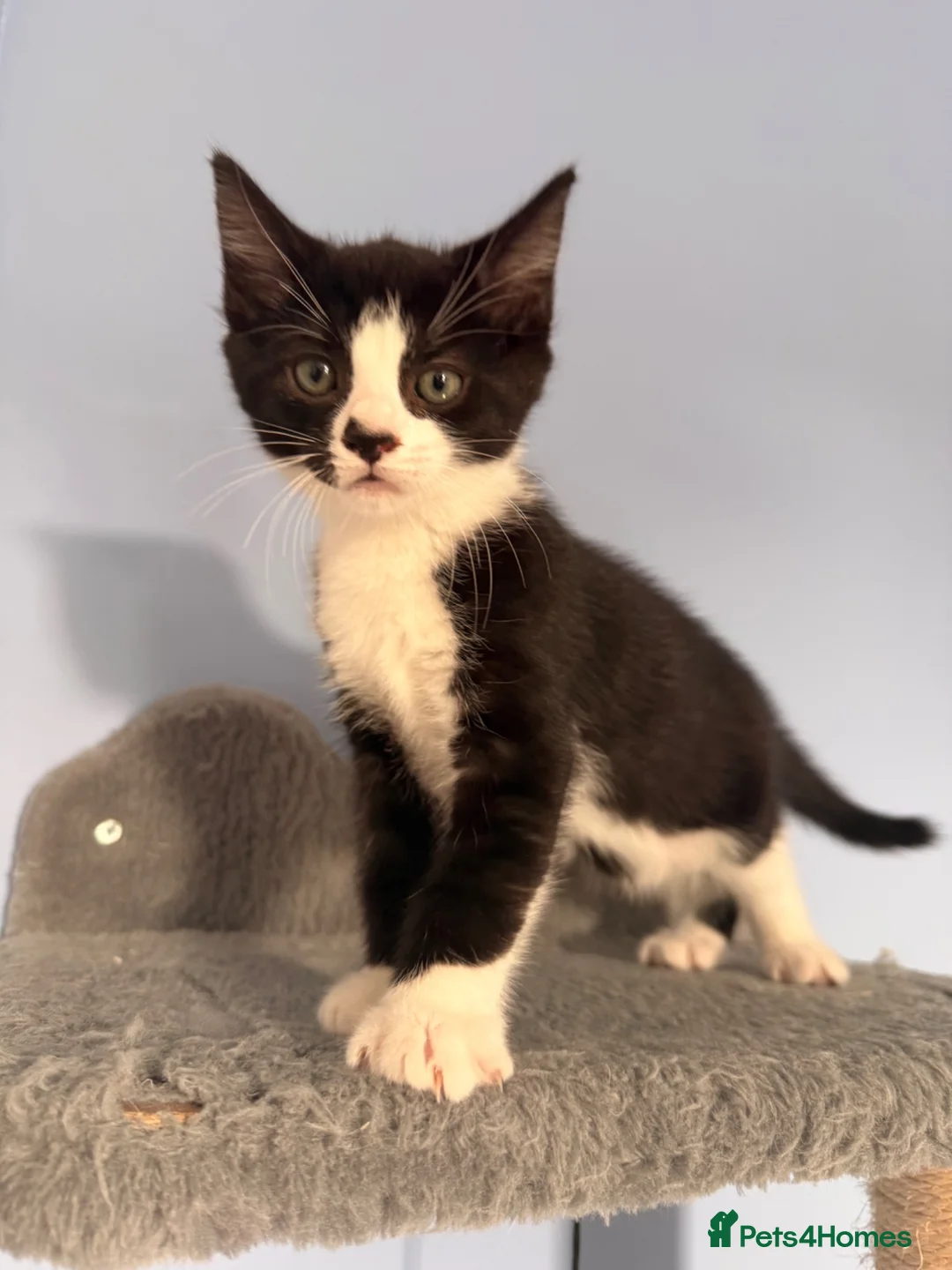 Mixed Breed cats for sale: Exquisite super friendly 1/2 Maine coon kittens . - Advert 6