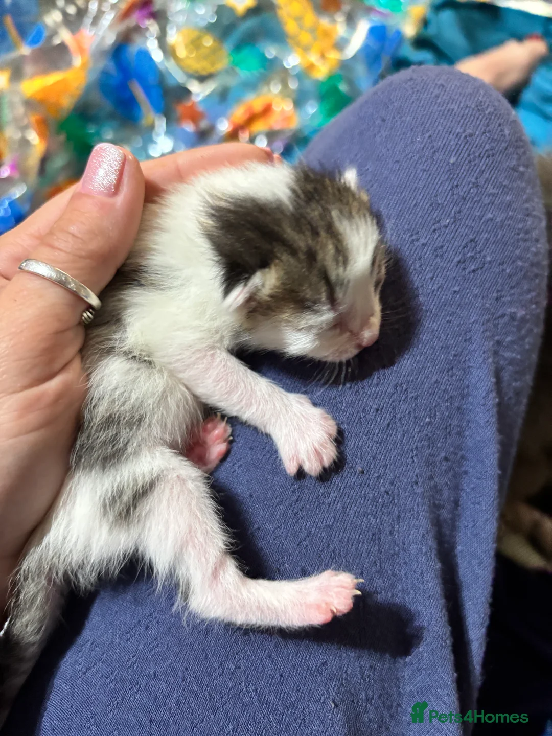 Domestic Shorthair cats for sale: 4 teeny tiny domestic shorthair tabby kittens  - Advert 16