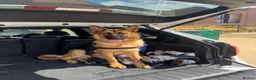 German Shepherd dogs for sale: Max Marshall in Bristol - Advert 2