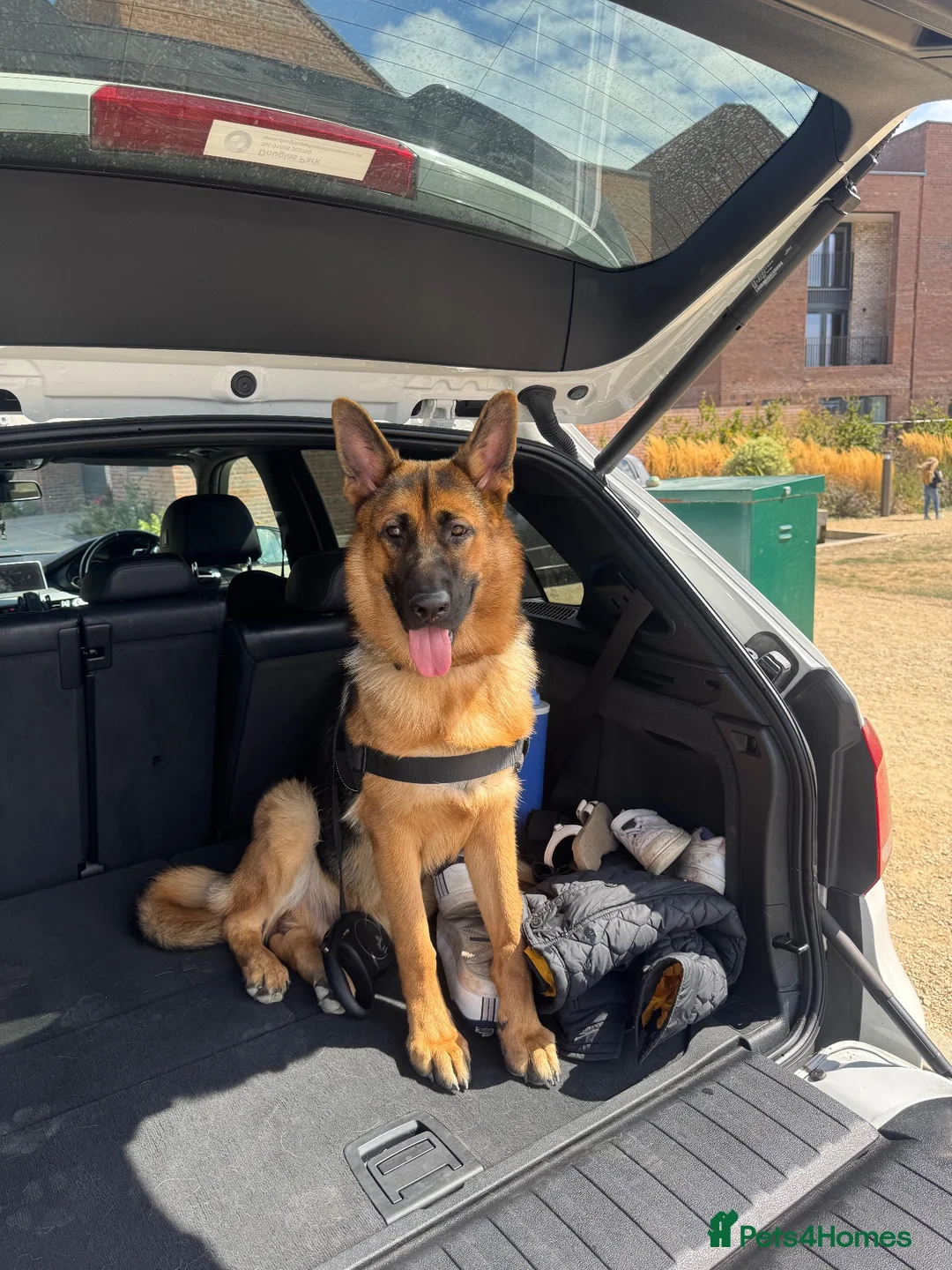 German Shepherd dogs for sale: Max Marshall in Bristol - Advert 2