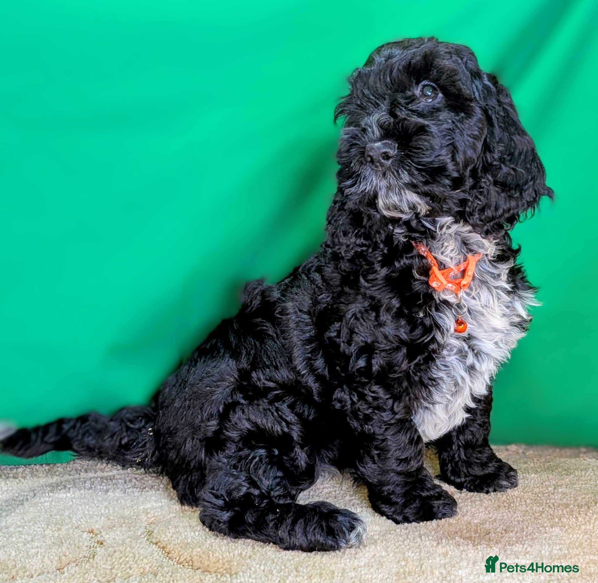 Cockapoo dogs Fully vaccinated F1 Cockapoo puppies - Advert 2