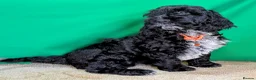 Cockapoo dogs for sale: Fully vaccinated F1 Cockapoo puppies - Advert 5