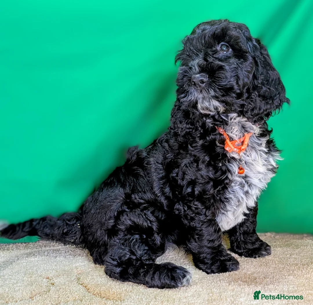 Cockapoo dogs for sale: Fully vaccinated F1 Cockapoo puppies - Advert 2