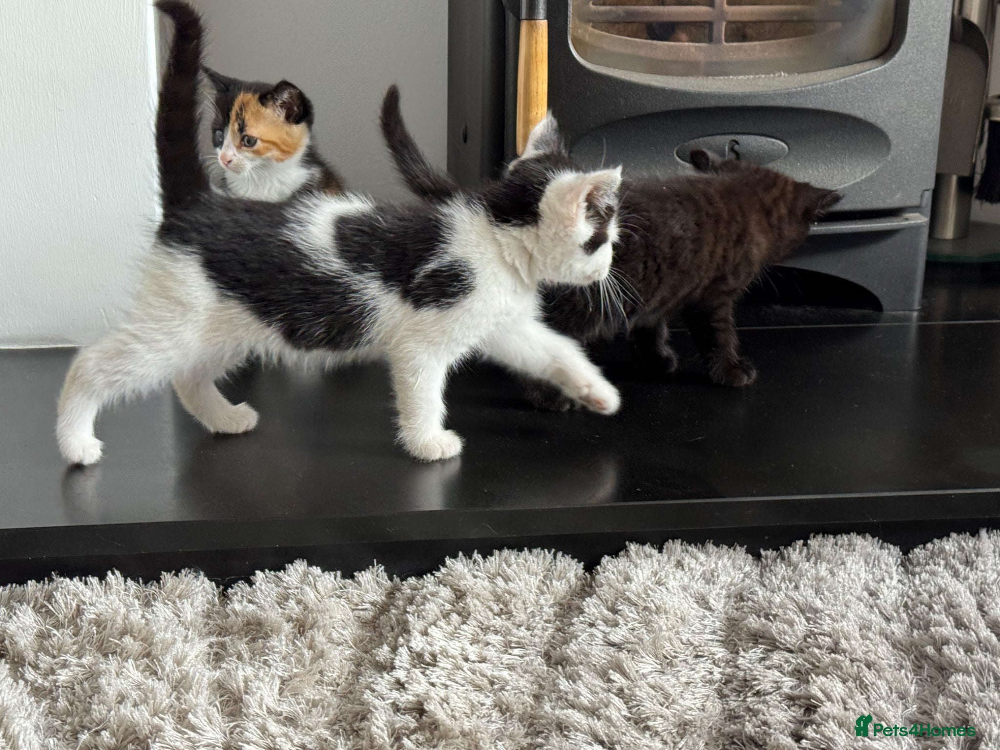 Persian cats for sale: Kittens ready to go  - Advert 5