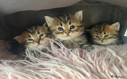 Bengal cats for sale: ‼️ RESERVED  ‼️Bengal x Persian  - Image 11