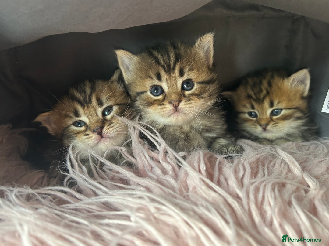 Bengal cats for sale: ‼️ RESERVED  ‼️Bengal x Persian  - Image 11