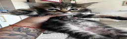 Mixed Breed cats for sale: 5 Female blonde Tabby’s and 1 black female - Advert 13