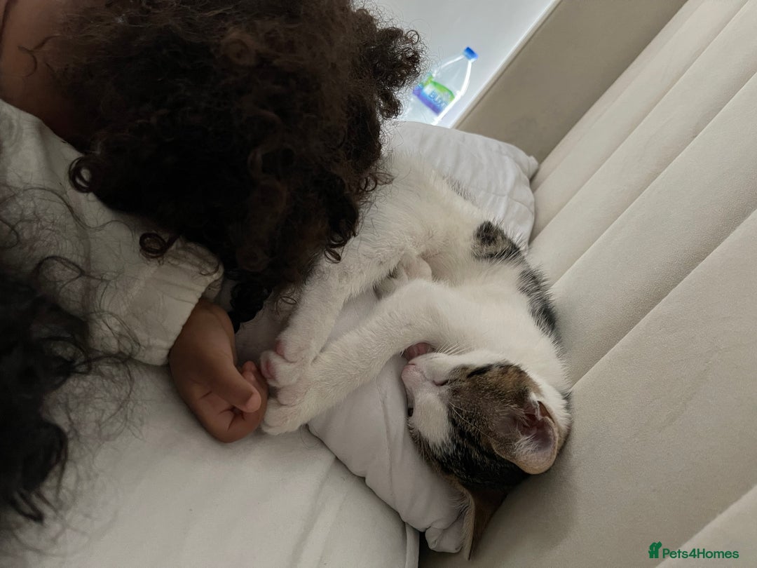 Domestic Shorthair cats for sale: Romeo domestic short hair 10 months old  - Advert 4