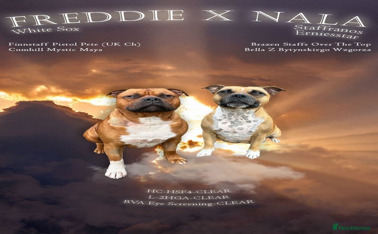 Staffordshire Bull Terrier dogs - Advert 1
