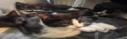 Mixed Breed cats for sale: Kittens for sale in London - Advert 9