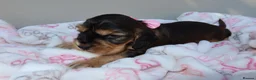 Cocker Spaniel dogs for sale: Beautiful show type cocker spaniel puppy’s  - Advert 8