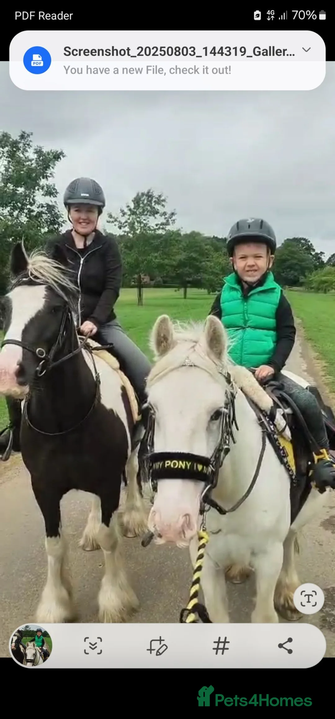 Irish Cob horses for sale: For loan kind natured cob gelding 12.3hh - Advert 2