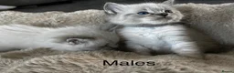 Ragdoll cats for sale: READY Sunday cute full ragdoll kittens 2 left - Advert 8