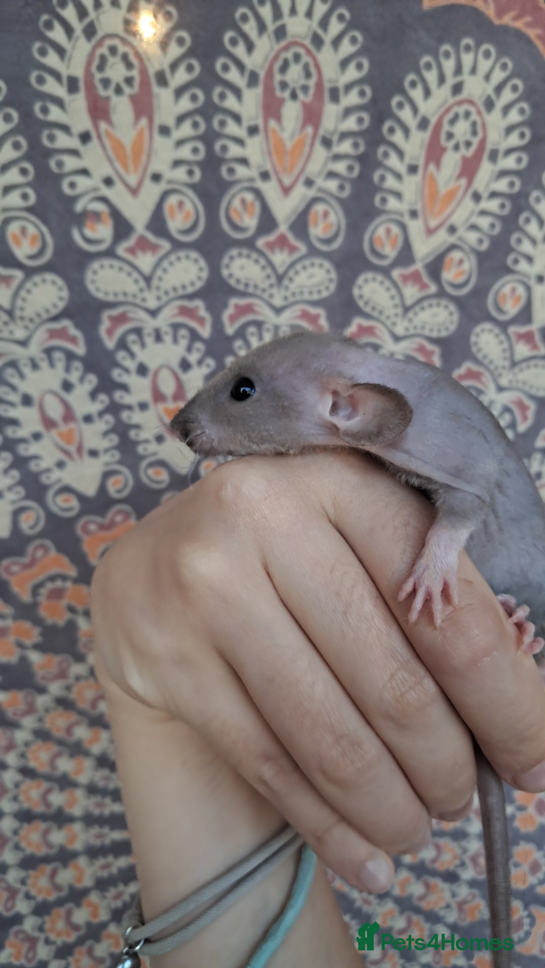 Rat rodents for sale: All rats have been reserved. - Image 7