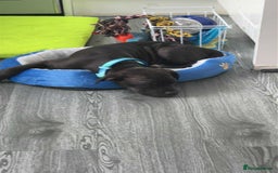 Mixed Breed dogs for sale: Staffordshire bullterrier x whippet - Image 1