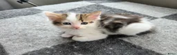 Ragdoll cats for sale: Beautigul anf Fluffy Ragdoll Cross kittens - Advert 23