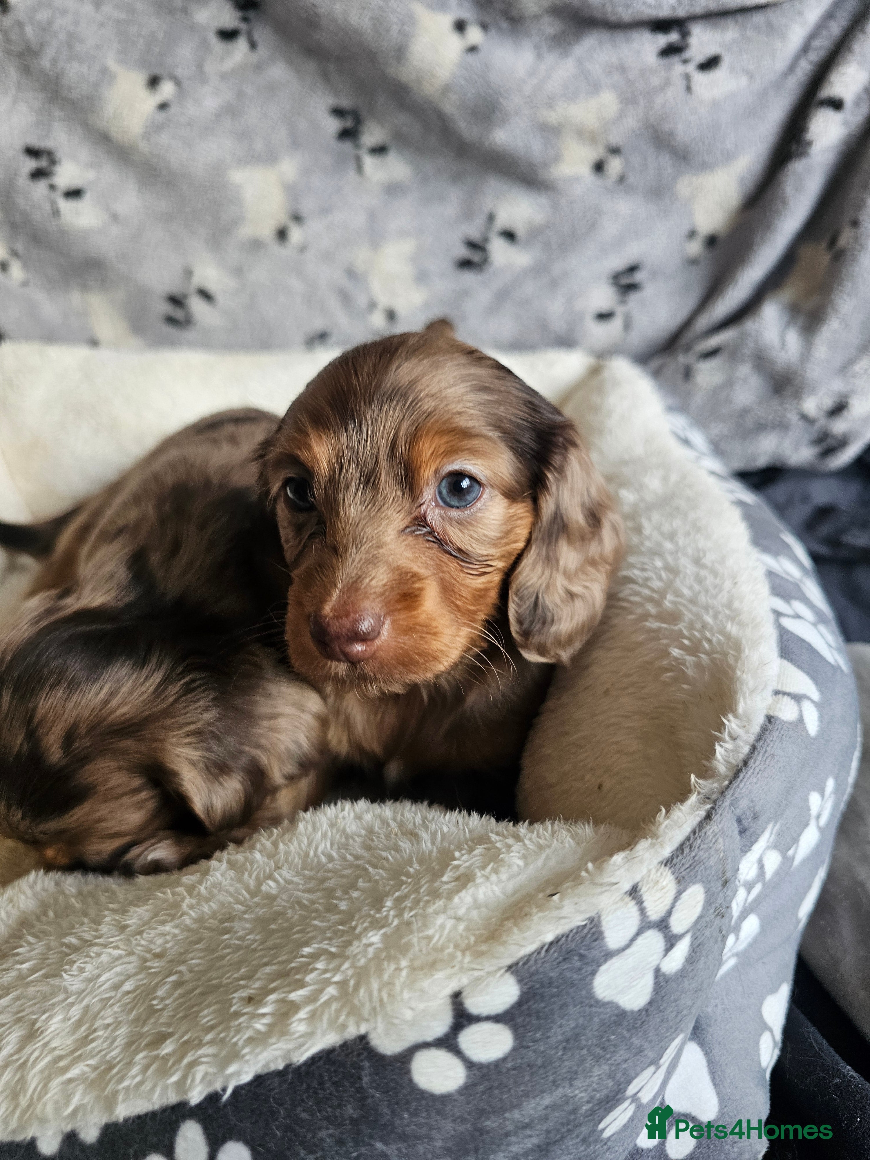 Miniature Dachshund dogs Last girl longhaired dapple fur baby - Advert 15