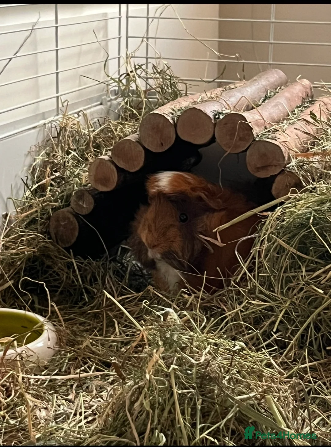Guinea Pig rodents for sale: 2 gorgeous females for sale  in Wrexham - Advert 2