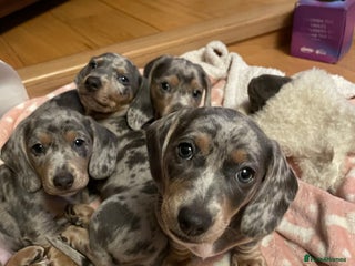 Miniature Dachshund dogs Mini dachshund puppies 7 weeks - Advert 1