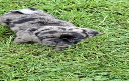 Pug dogs for sale: Pug puppies-Merle, panda and koi - Image 24