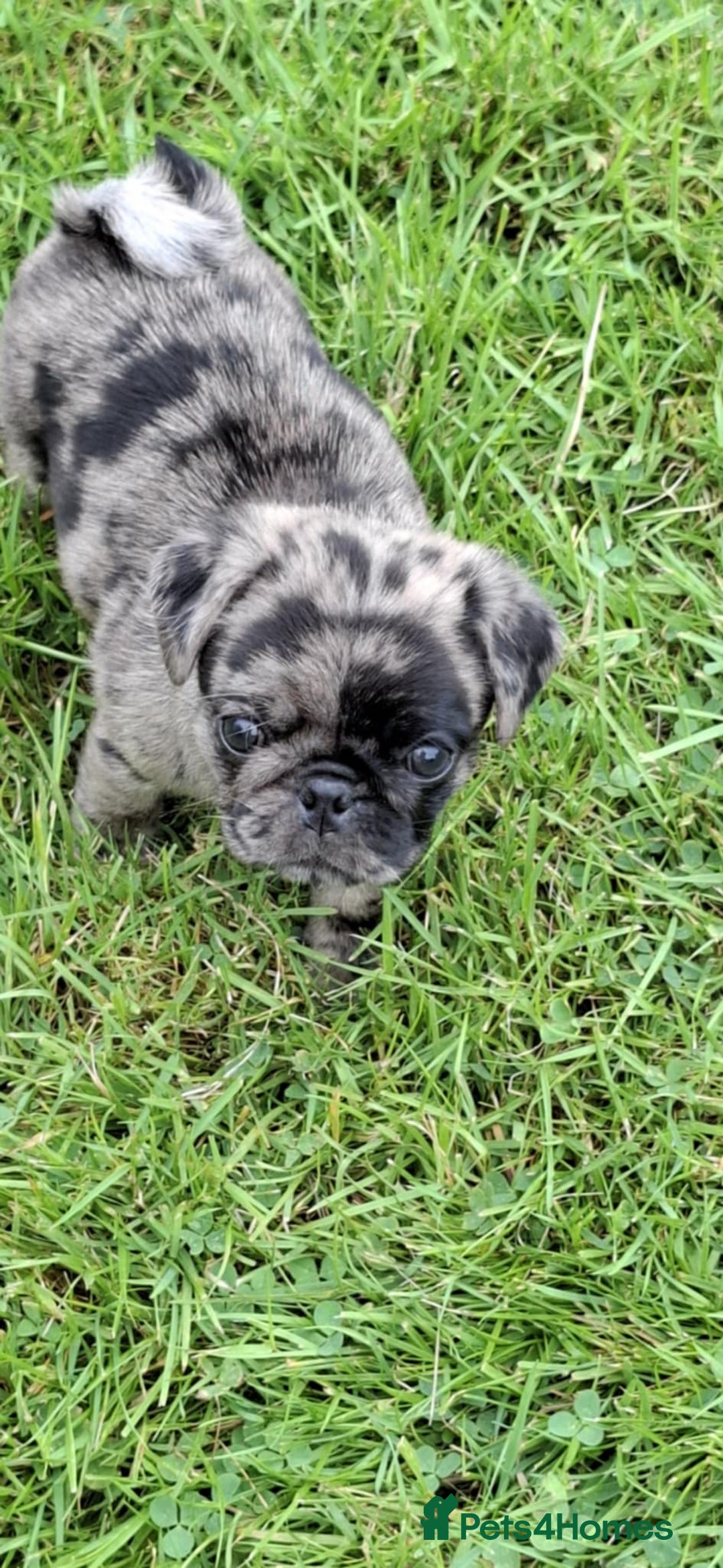 Pug dogs for sale: Pug puppies-Merle, panda and koi - Image 24