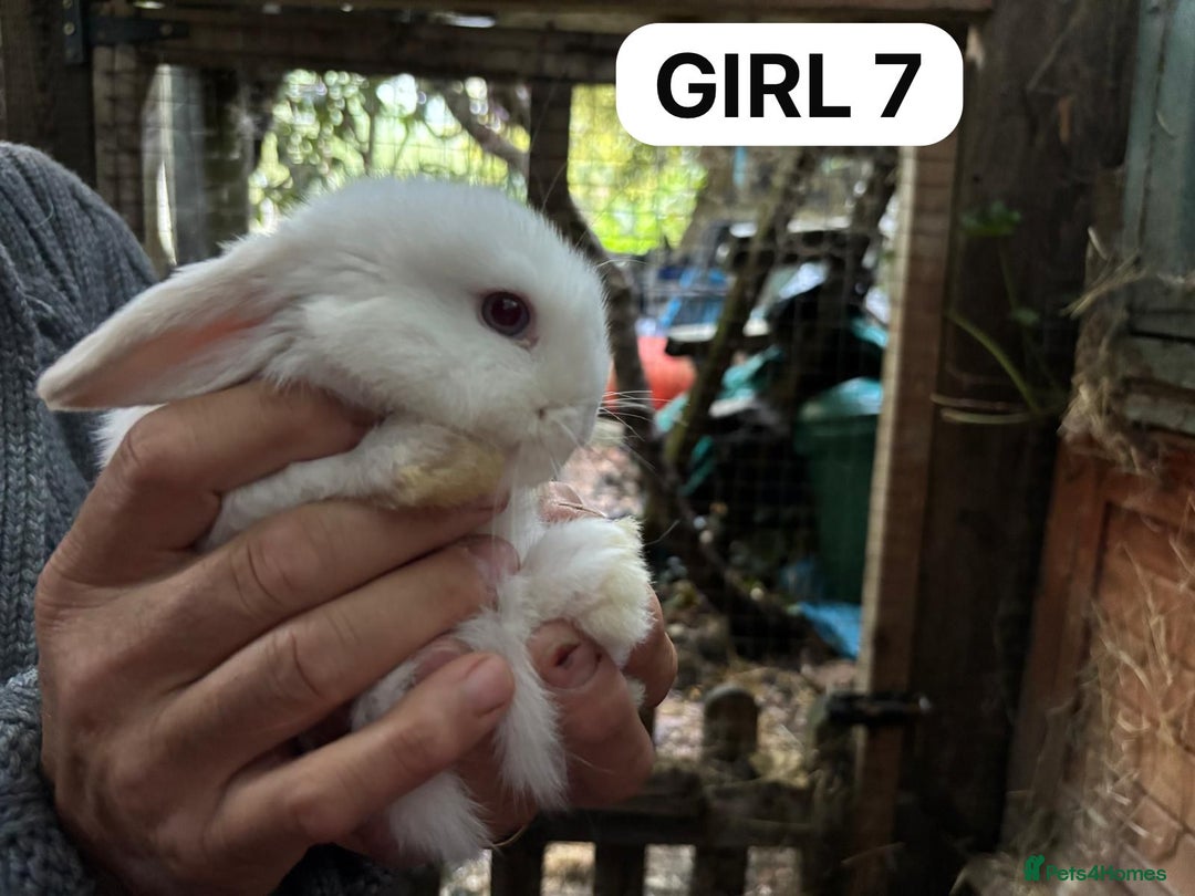 Mini Lop rabbits for sale: Friendly, Handled, Beautiful Baby Bunnies for Sale - Image 28
