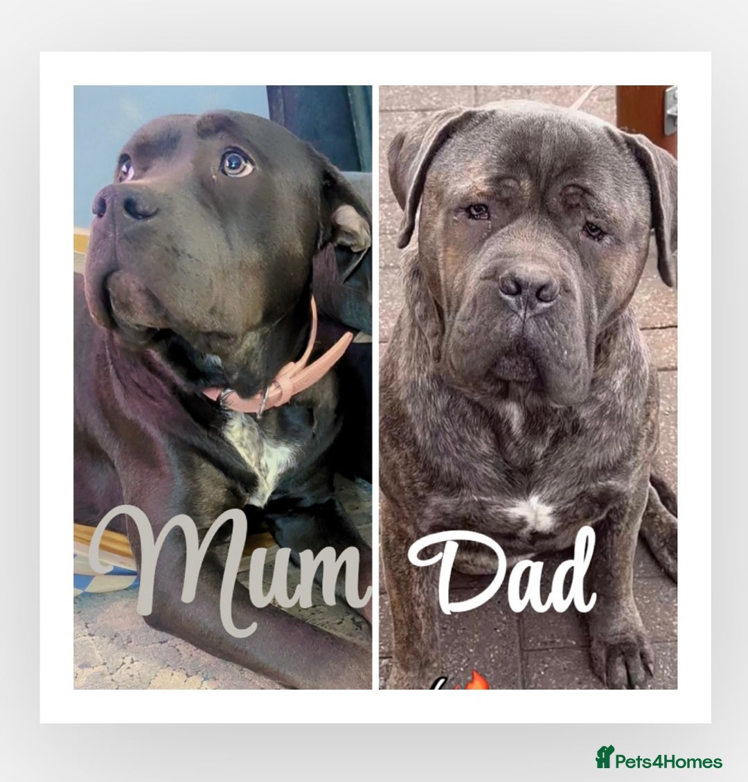 Cane Corso dogs for sale: Cane corso puppies, beautiful litter. - Advert 1