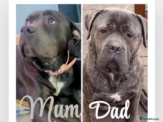 Cane Corso dogs Cane corso puppies, beautiful litter. - Advert 8