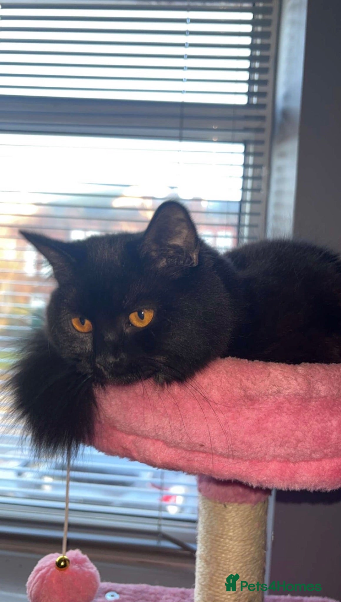British Shorthair cats Black British Shorty hair (Zelda) for Sale - Advert 1