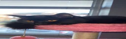 British Shorthair cats for sale: Black British Shorty hair (Zelda) for Sale in Manchester - Advert 1
