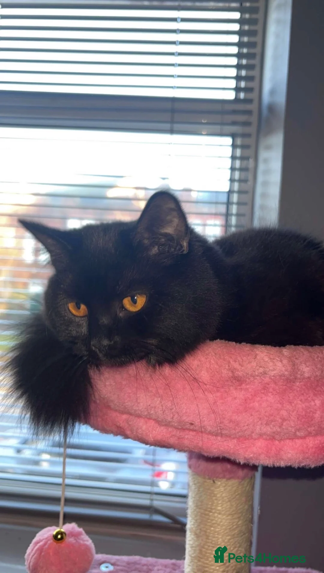 British Shorthair cats for sale: Black British Shorty hair (Zelda) for Sale in Manchester - Advert 1