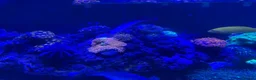 Other/Mixed Breed fish for sale: Full set up Marine fish tank - Advert 6