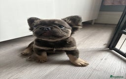 French Bulldog dogs for sale: Beautiful French bulldog girls (ready now) - Image 24