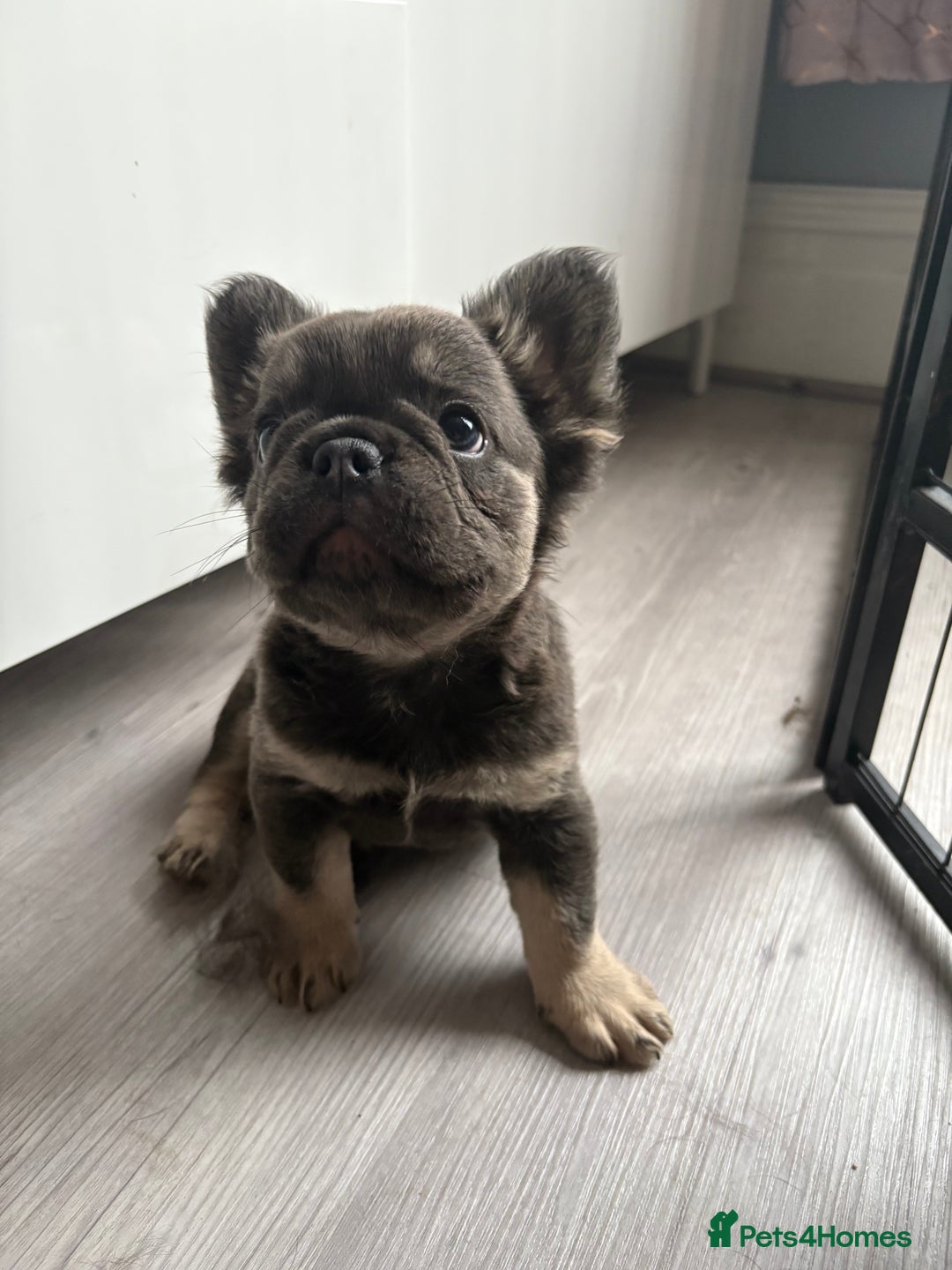 French Bulldog dogs for sale: Beautiful French bulldog girls (ready now) - Image 24