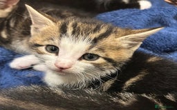 Mixed Breed cats for sale: 3 beautiful tabby kittens  - Image 3