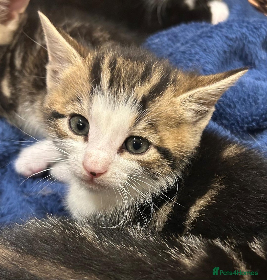 Mixed Breed cats for sale: 3 beautiful tabby kittens  - Image 3