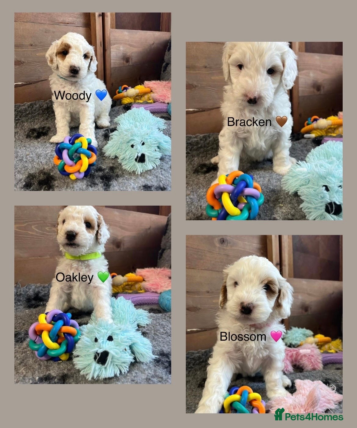 Australian Labradoodle dogs AUSTRALIAN LABRADOODLES - Health Tested - Advert 1