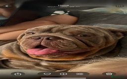 English Bulldog dogs for sale: Our beautiful English bulldog for sale - Image 2