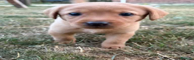 Labrador Retriever 4