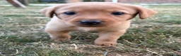 Labrador Retriever dogs for sale: 2 FOX RED LABRADOR BOYS LEFT READY NOW  - Advert 22